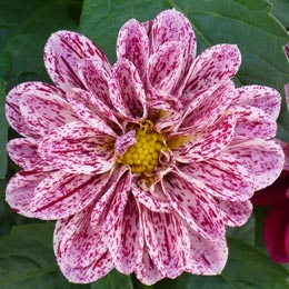 Blumenblüte Blumenblüte