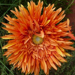 Blumenblüte Blumenblüte